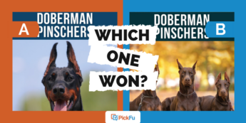 Which One Won: book cover for guide to Doberman pinschers