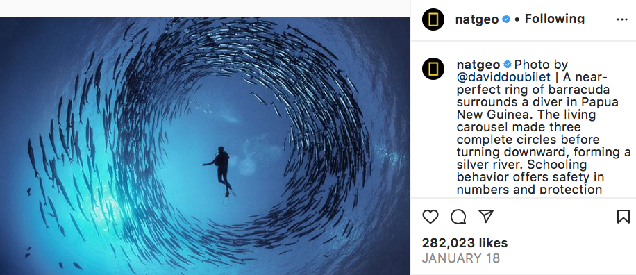 A screenshot from National Geographic's instagram page shows a diver swimming in the center of a ring of barracuda.